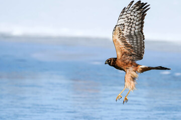 Female Northern Harrier - Flight