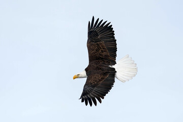 American Bald Eagle - Flight