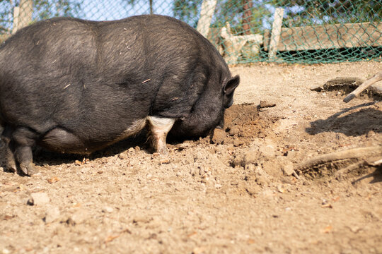 image mammal pet pig in a black enclosure. A female gascon pig rooting in the soil