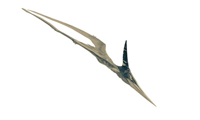 pteranodon is diving in white background © DM7