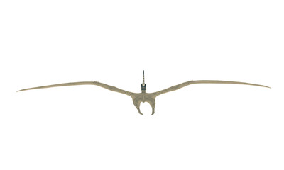 pteranodon is flying in white background rear view © DM7