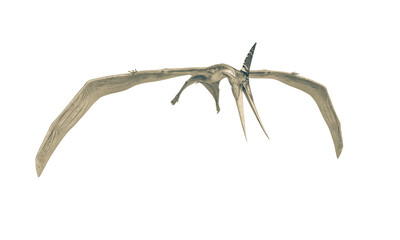 pteranodon is hunting down in white background © DM7