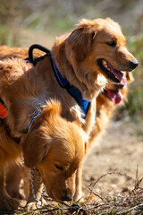 Golden Retrievers out for a Fun Walk on a Leash