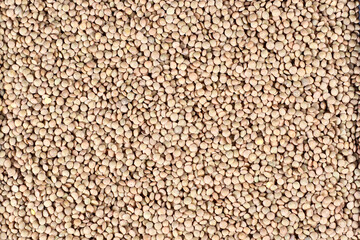 lentils  grain close up pattern