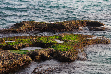 Close-up stone seashore with a huge amount of green algae