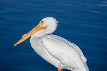 Fototapeta na wymiar White Pelican Resting on a Rocky Lake Shore