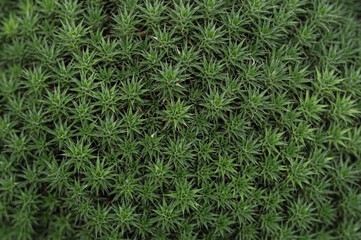 Background from young green shoots of a plant 