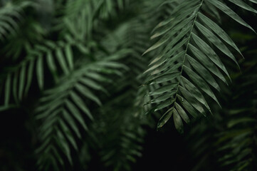 Fototapeta na wymiar Dark green leaves in a tropical greenhouse 