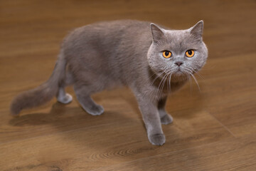 A domestic cat of the British breed looks warily into the camera. High quality photo