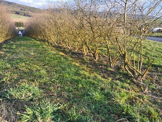 Aronia Sträucher in der Landwirtschaft