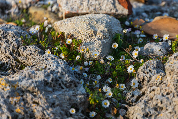 close-up small white flowers similar to daisies grow on mountain rocks