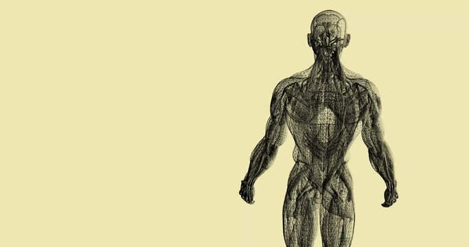 Human body 3D model in wireframe loop. Seamless anatomy of body with muscles, backdrop animation