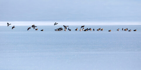 Frozen lake view and birds. White blue nature background. Ducks; Eurasian Teal, Mallard, Eurasian Wigeon. 