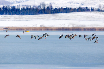 Frozen lake view and birds. White blue nature background. Ducks; Eurasian Teal, Mallard, Eurasian Wigeon. 