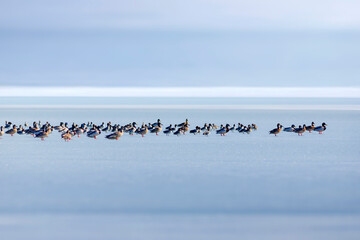 Frozen lake view and birds. White blue nature background. Ducks; Eurasian Teal, Mallard, Eurasian...