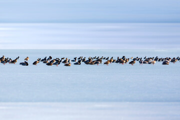 Frozen lake view and birds. White blue nature background. Ducks; Eurasian Teal, Mallard, Eurasian Wigeon. 
