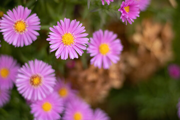 Obraz premium Alpine aster (Aster alpinus). Ornamental garden plant with pink flowers. Beautiful perennial plant for rock garden