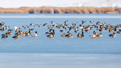 Frozen lake view and birds. White blue nature background. Ducks; Eurasian Teal, Mallard, Eurasian Wigeon. 