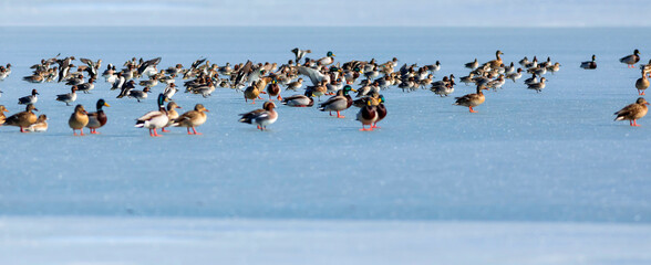 Frozen lake view and birds. White blue nature background. Ducks; Eurasian Teal, Mallard, Eurasian...