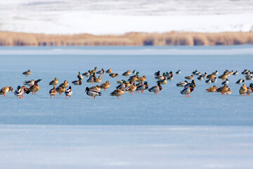 Frozen lake view and birds. White blue nature background. Ducks; Eurasian Teal, Mallard, Eurasian Wigeon. 