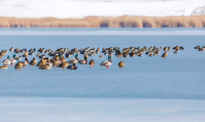 Frozen lake view and birds. White blue nature background. Ducks; Eurasian Teal, Mallard, Eurasian...