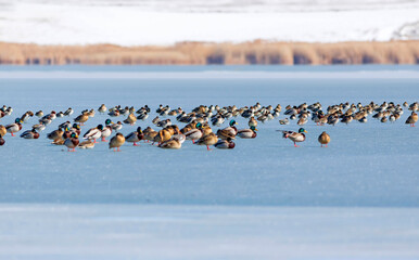 Frozen lake view and birds. White blue nature background. Ducks; Eurasian Teal, Mallard, Eurasian Wigeon. 