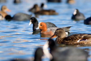 Lake and birds. Blue water background. Ducks: Eurasian Wigeon. Eurasian Coot.