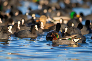 Swimming duck. Eurasian Teal. (Anas crecca) Blue water background. 