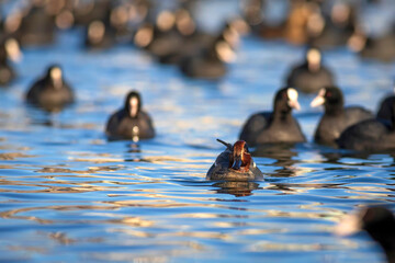Swimming duck. Eurasian Teal. (Anas crecca) Blue water background. 