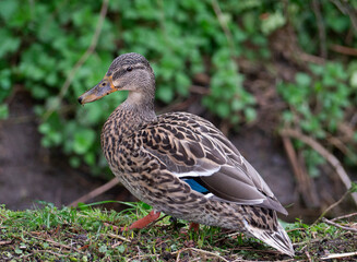 Female Mallard.