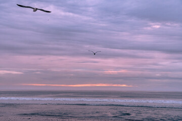 Seagulsl flying at sunset over the Pacific Ocean on the California Coast