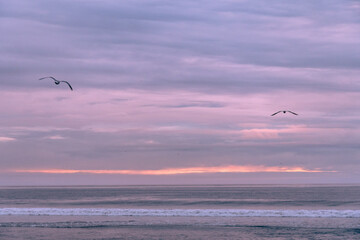 Fototapeta na wymiar Seagulls flying at sunset over the Pacific Ocean on the California Coast