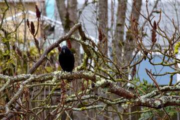 Crow in Sumac Tree 04