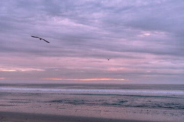 Seagulls flying at sunset over the Pacific Ocean on the California Coast