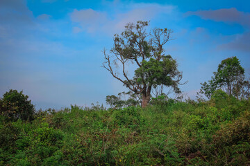 Beautiful view of the forest area along the Shevaroy Hills, Yercaud, India