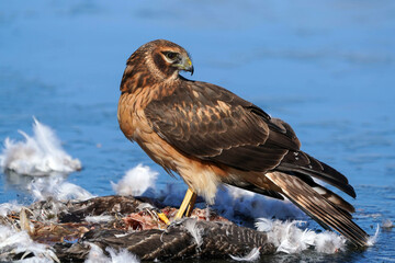 Northern Harrier - Female