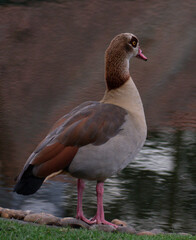 Egyptian Goose