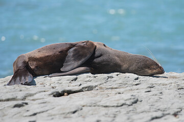 Sea lion sleeping on the back