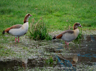 Egyptian Geese.