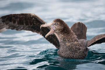 Giant petrel screaming