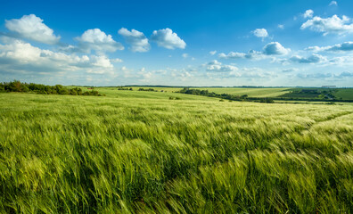 wheat field and sky