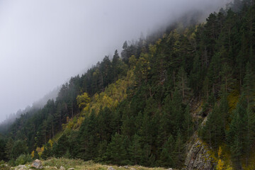 Misty foggy mountain landscape with fir forest and copyspace in vintage retro hipster style