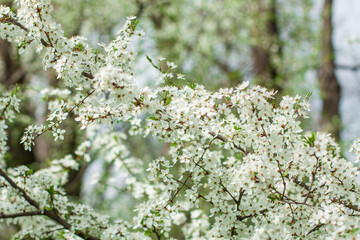 A fruit tree blooms in early spring, cherry apple or apricot blossoms