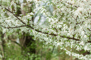 A fruit tree blooms in early spring, cherry apple or apricot blossoms