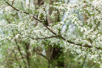 A fruit tree blooms in early spring, cherry apple or apricot blossoms