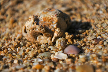a little hermit crab tries to camouflage by blending with sand grain color, macro