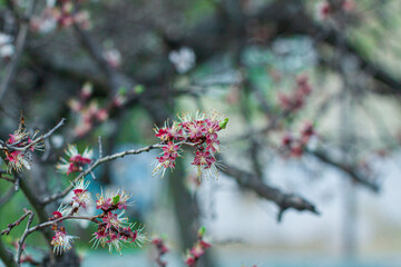 A fruit tree blooms in early spring, cherry apple or apricot blossoms