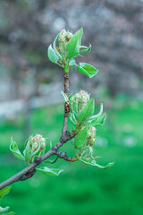 Unblooming apple blossoms on a sunny day, an apple tree branch before blossoming