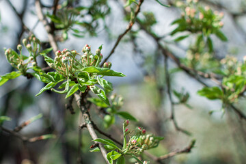 Unblooming apple blossoms on a sunny day, an apple tree branch before blossoming