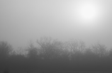 Obraz na płótnie Canvas Trees in the fog at sunrise. Winter morning.